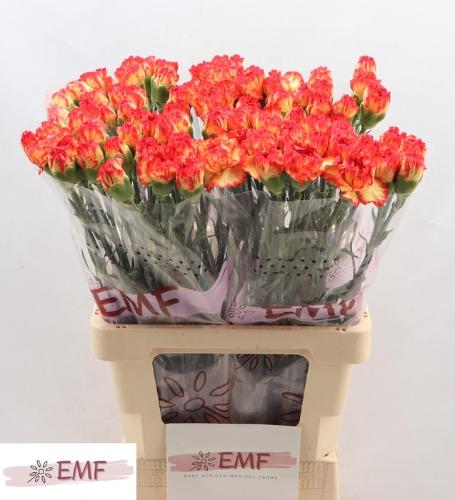 Dianthus standaard 'Zenit'