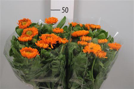 calendula overig