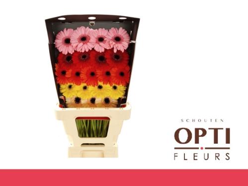 Gerbera mini Sensation Mix Yellow gemengd in fust