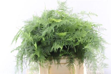 Asparagus setaceus overig