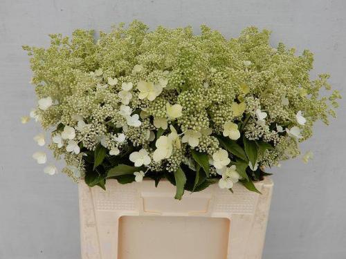 Hydrangea paniculata 'Kyushu'