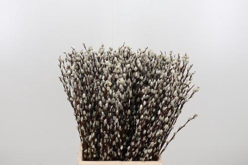 Salix caprea 'Snow Flake'