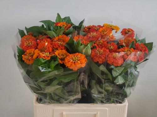 Zinnia elegans