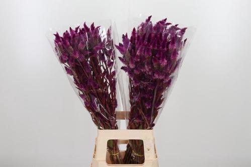 Celosia spicata Celway Purple