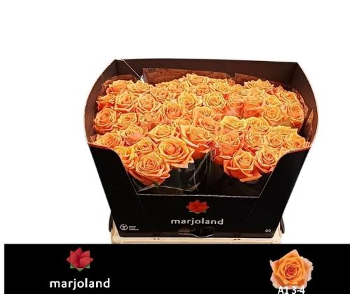 Rosa grootbloemig Novi!