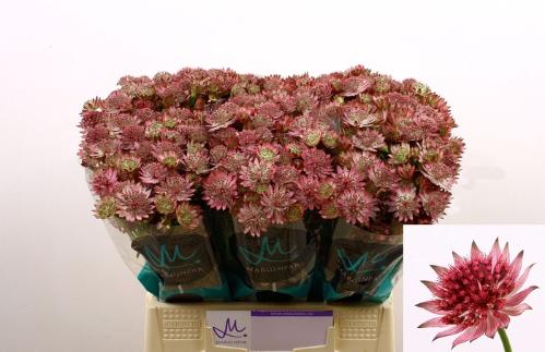 Astrantia major 'Roma'