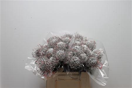 Leucospermum 'Naomi' kleurbehandeld H%