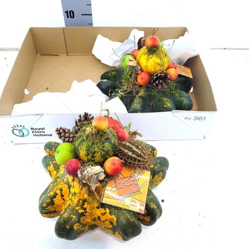 Cucurbita overig