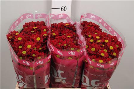 Chrysanthemum Indicum Grp tros santini Adora