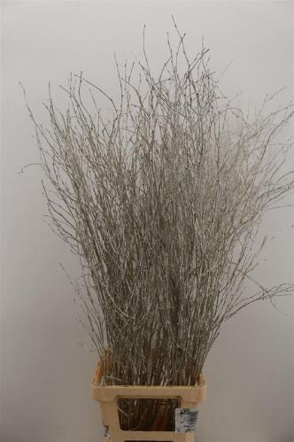 Betula kleurbehandeld H%