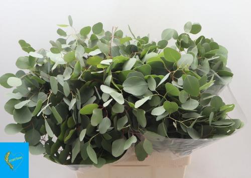 Eucalyptus per bos polyanthemos