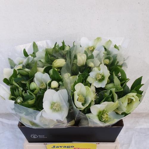Helleborus 'Queens White'
