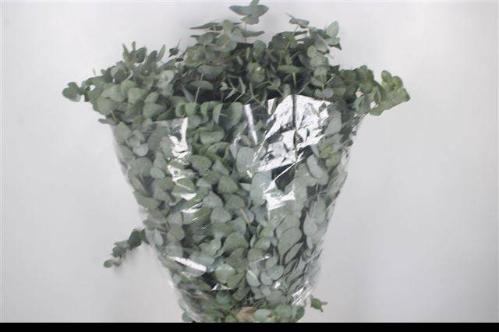 Eucalyptus per bos cinerea
