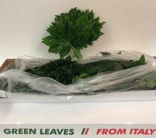 Fatsia japonica (blad)