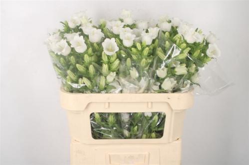 Campanula medium 'Champion White'