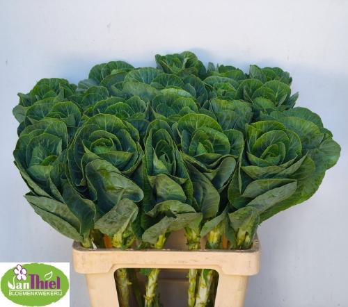 Brassica oleracea 'White Crane'
