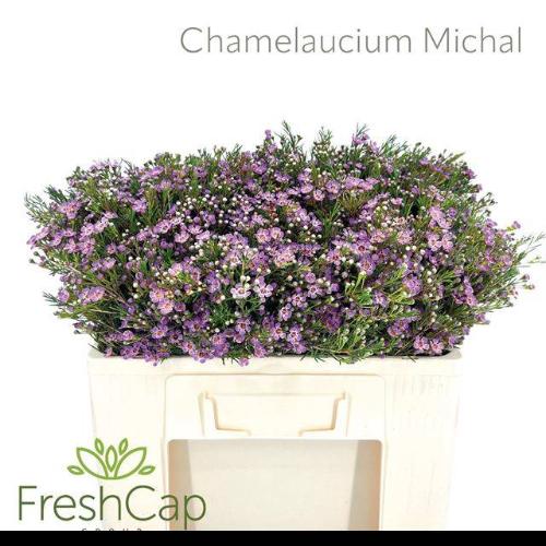 Chamelaucium uncinatum 'Michal'