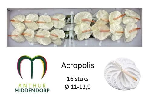Anthurium Andreanum Grp 'Acropolis'