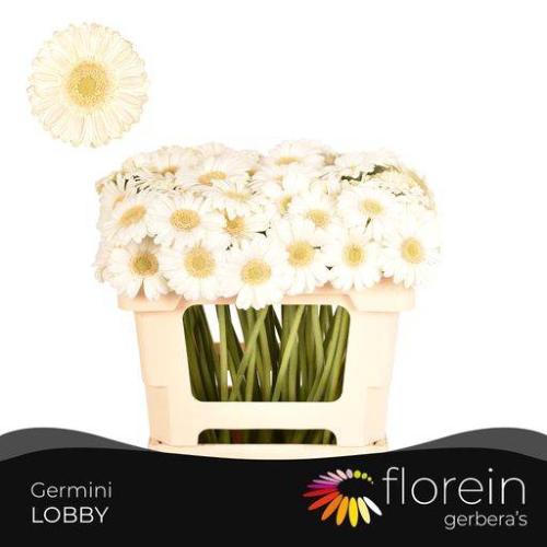 Gerbera mini 'Lobby'