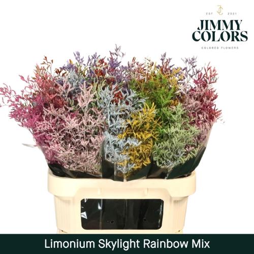 Limonium overig kleurbehandeld H%