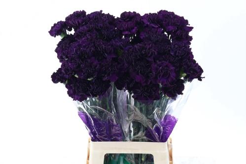 Dianthus standaard Florigene Moonvista