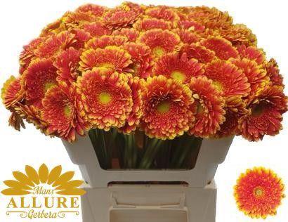 Gerbera mini 'Franky'