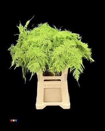 Asparagus overig kleurbehandeld H%