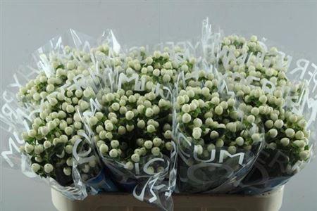 Hypericum Coco Uno
