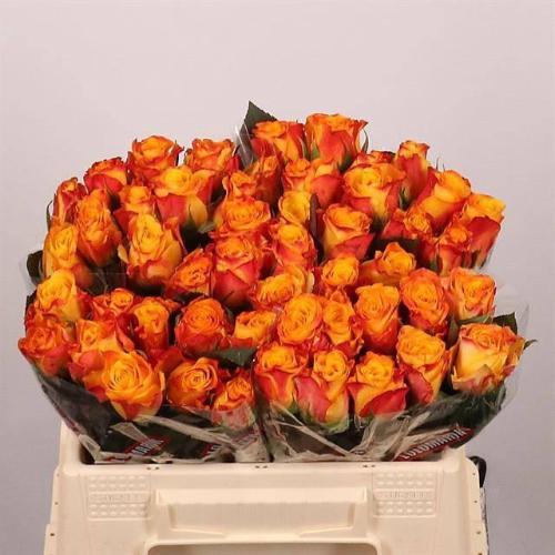 Rosa grootbloemig Marie-Claire!