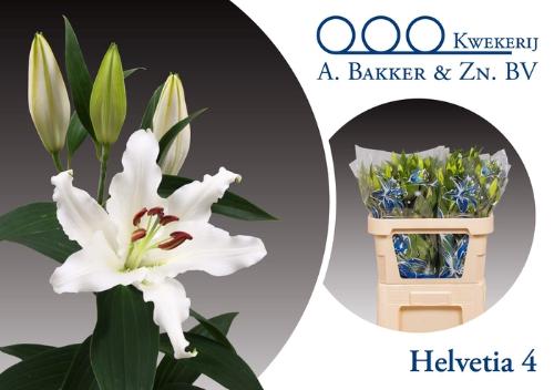 Lilium Oriental Grp 'Helvetia'