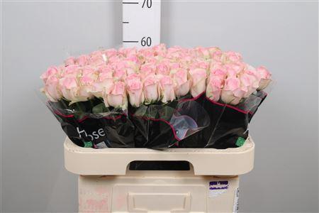 Rosa grootbloemig Avalanche Sorbet+