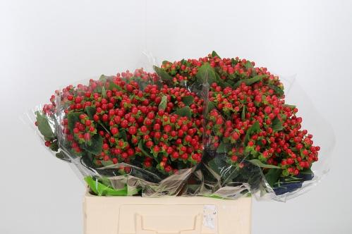 Hypericum androsaemum Tomato Flair