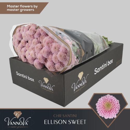 Chrysanthemum (Indicum Grp) tros santini Ellison Sweet
