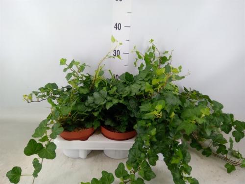 Hedera helix 'Wonder'