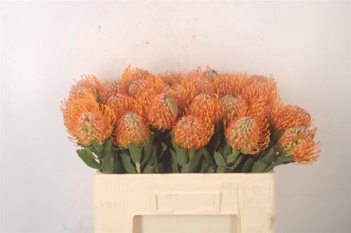 Leucospermum 'Soleil'