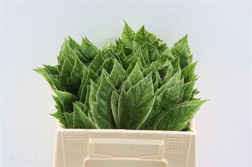 Fatsia japonica 'Variegata' (decor)