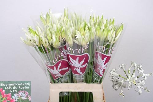 Nerine Bowdenii Grp 'Bianca Perla'