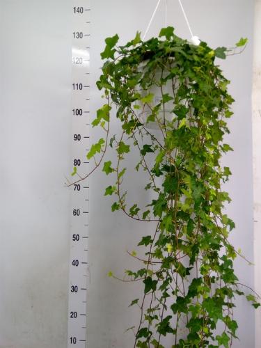 Hedera helix 'Pittsburgh'