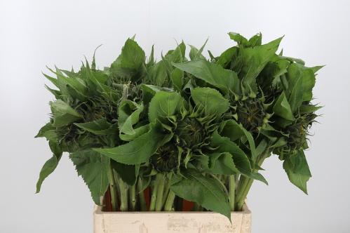 Helianthus annuus 'Sunrich Orange'