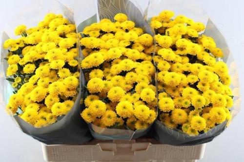 Chrysanthemum Indicum Grp tros santini Aurinko
