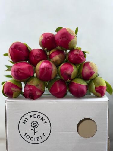 Paeonia Lactiflora Grp 'Command Performance'