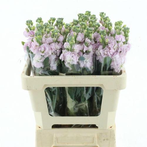 Matthiola incana 'Iron Cherry Blossom'