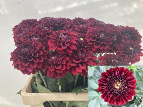 Dahlia 'Black Fox'