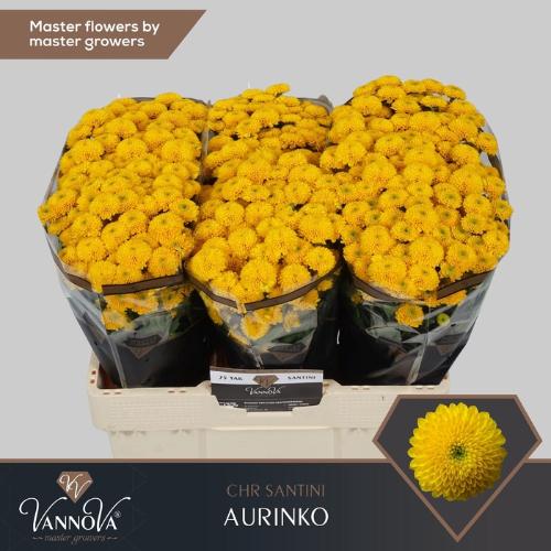 Chrysanthemum Indicum Grp tros santini Aurinko