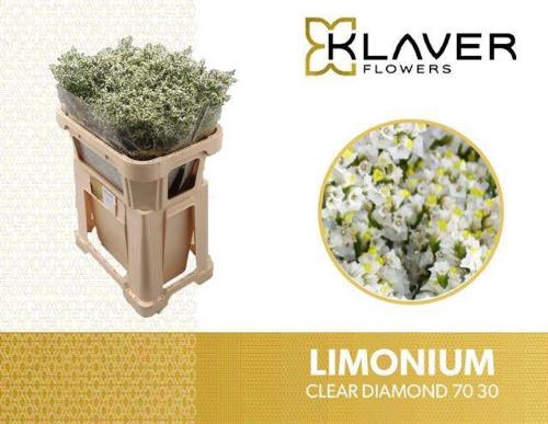 Limonium sinensis Clear Diamond
