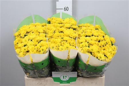 Chrysanthemum Indicum Grp tros santini 'Rossi Sunny'