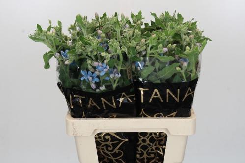 Oxypetalum coeruleum 'Bridal Victoria'