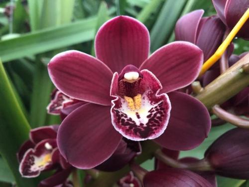 Cymbidium mini 'Madelon'