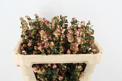 Symphoricarpos (Pink Berry Grp) Magical Red Riding Hood