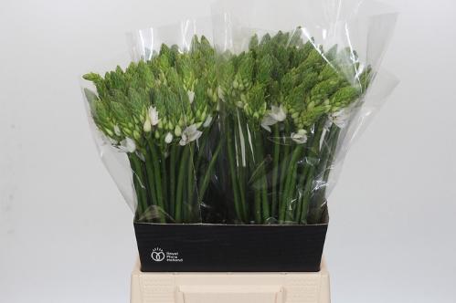 Ornithogalum thyrsoides 'Mount Fuji'